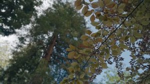 Стихотворение "О счастье мы всегда лишь вспоминаем" Бунин Иван