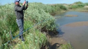 Ловля Судака на донную снасть.