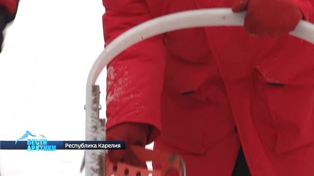 Экстремальная экспедиция на собачьих упряжках: туристы из Германии отправятся в тур вокруг Сямозера смотреть онлайн