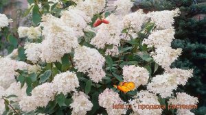 Гортензия древовидная Грандифлора (grandiflora) ? обзор: как сажать, саженцы гортензии Грандифлора