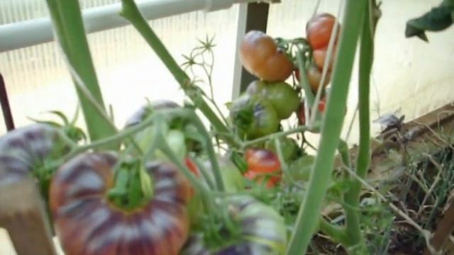 Томат Синий Том смотреть онлайн