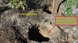 Молодая роза не растет. Уход за молодым розами первого года посадки.