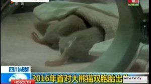 В китайском Макао панда родила двоих малышей 
