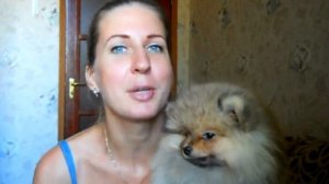 Шпиц- мальчик, или девочка? Кого выбрать ?
