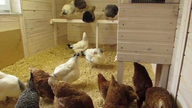 Приучаем кур нестись в гнезда. Борьба с расклевом яиц. Часть 1