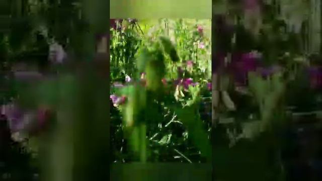 Красота природы, Атмосфера ЛЕТО. смотреть онлайн