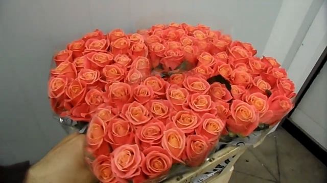 ROSES MISS PIGGY IMPORTACION HOLANDA смотреть онлайн