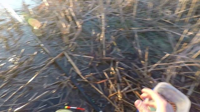 ДОБРОТНЫЙ КАРАСЬ В КАМЫШЕ | РЫБАЛКА НА ПОПЛАВОК В ЗАЛИВЕ,РЕКА ВОЛГА. смотреть онлайн