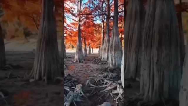 Кипарисы в Сукко