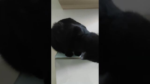 Кот Кант понял, что в этой жизни надо попробовать всё.. в том числе и насколько вкусен угол шкафа 😋 смотреть онлайн