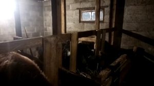 Содержание бычков без выпаса