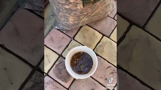 как выращивать грибы на своём участке