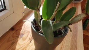 Potinara Shinfong Little Sun Yong Min «Golden Boy»