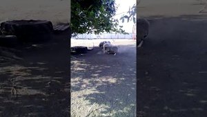 Бараньи бои.