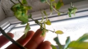 Сорт голубики 3-х летка Дюк