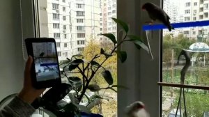 #amadina Пение самца амадин с телефона