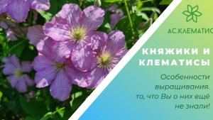 КНЯЖИКИ и КЛЕМАТИСЫ l Особенности Выращивания l То, что Вы о них ещё не знали!