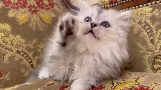 Шотландская Хайленд страйт кошечка