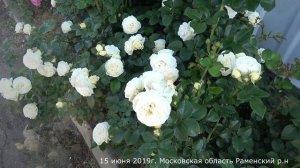 Обзор розы  Артемис (Шраб) Artemis (Tantau Германия, 2009)