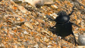 Жук-скарабей (Scarabaeus sacer) - Scarab Beetle