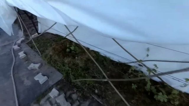 Корневая подкормка и полив винограда.