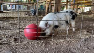 Хрюшка. Поросёнок живой. Интересное и познавательное.Зоопарк.