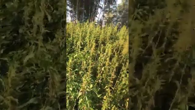 Крапива двудомная смотреть онлайн