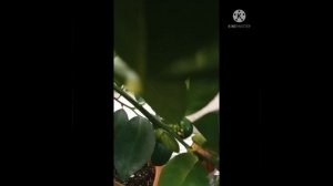 Выращивание цитрусовых дома, дерево-сад танжерин бергамот лайм.