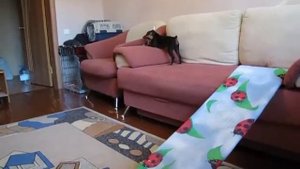 Цвергпинчер. Начало дрессировки.MOV