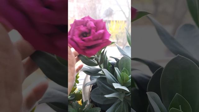 Дождалась! Расцвела эустома Мариачи Кармин.