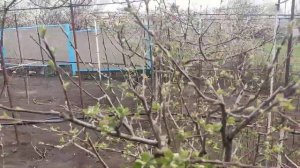 Что делать,если дерево не дает годичный прирост.