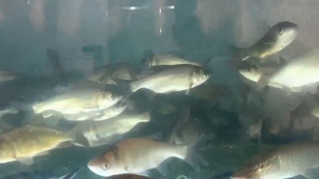 Привезли нашего Башкирского жеребца "Газиза" на Золотую Осень 2022/ КФХ Идиятуллин смотреть онлайн