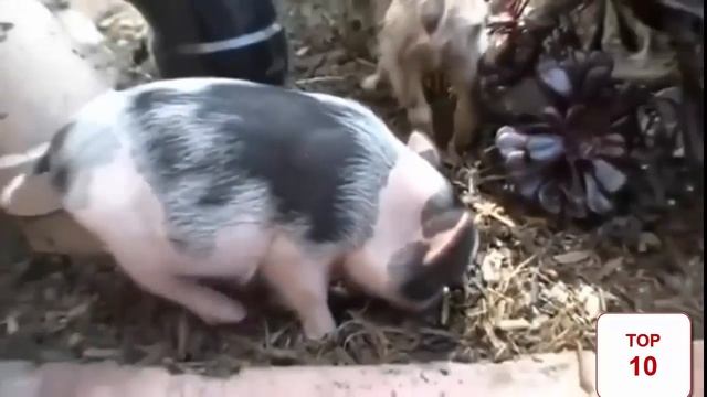 ЗАБАВНАЯ ДОМАШНЯЯ ЭКЗОТИКА— мини-пиги.  Карликовые ПОРОСЯТА