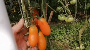 Томат Мидас (Midas).