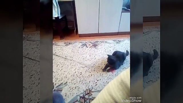 Бешеная кошка на охоте ... смотреть онлайн