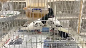 Птичий рынок в ОАЭ - Пакистанские голуби (10.06.2022) / UAE Bird Market