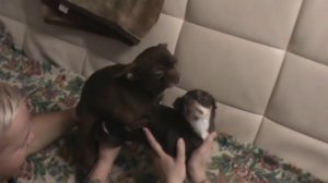 вязка  чихуахуа