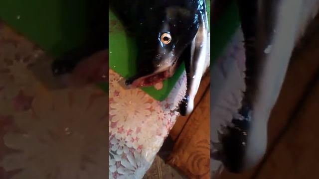 Горбуша после нереста смотреть онлайн