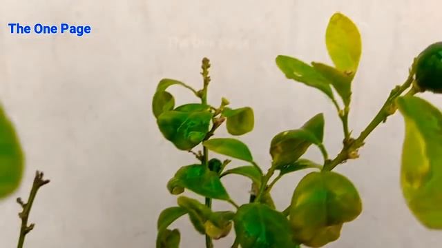 How to make compost at home for garden / Pot (Compost Special) смотреть онлайн