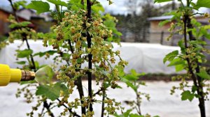 Моя смородина всегда крупная! Есть одна секретная подкормка по листу в период созревания ягод!