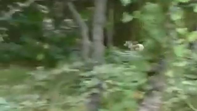 chihuahua pup smitten with a larger/older terrier! смотреть онлайн