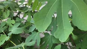 ИНЖИР БРАУН ТУРКЕЙ. МОЙ СПОСОБ ВЫРАЩИВАНИЯ В ПОДМОСКОВЬЕ