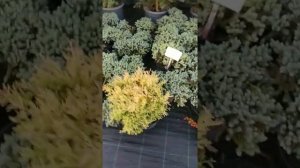 туя карликовая голден тафет.