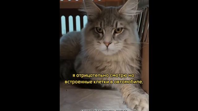 Доставка животных Карпен Диаз. Carpen Diaz delivery animals смотреть онлайн