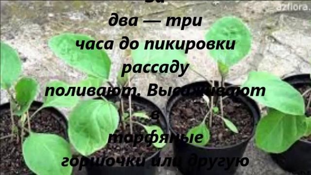 Когда сажать баклажаны на рассаду
