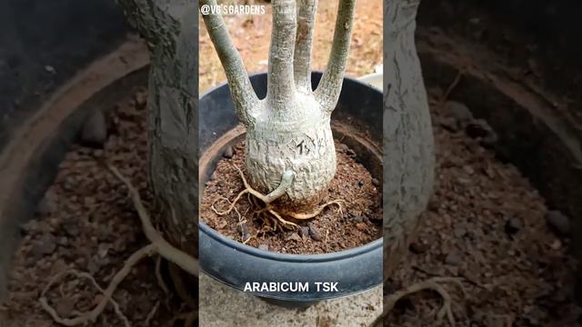 REPOTTING ADENIUM ARABICUM TSK