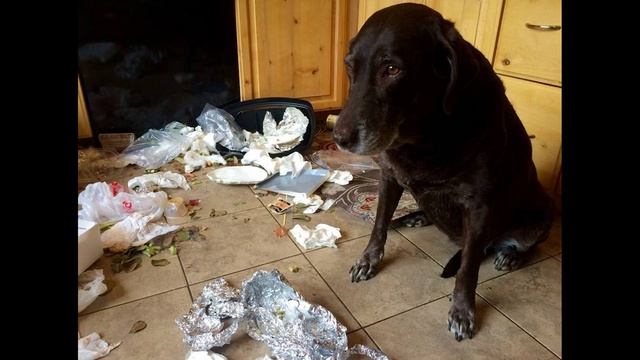 Топ-5 заблуждений при выборе собаки. смотреть онлайн