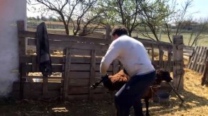 Наше стадо овец. Всех перегнали, 10 сбежали.