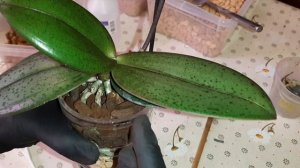 Посадка Орхидеи в Мини Закрытую Систему | Phal. Dusty Belle