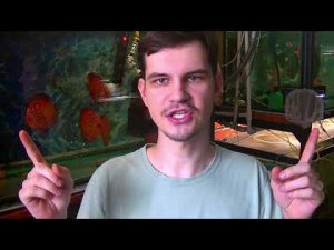 Часть 2. Наступление половозрелости у разных видов Дискусов